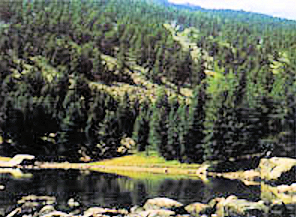 L’Alevè, bosco incantato